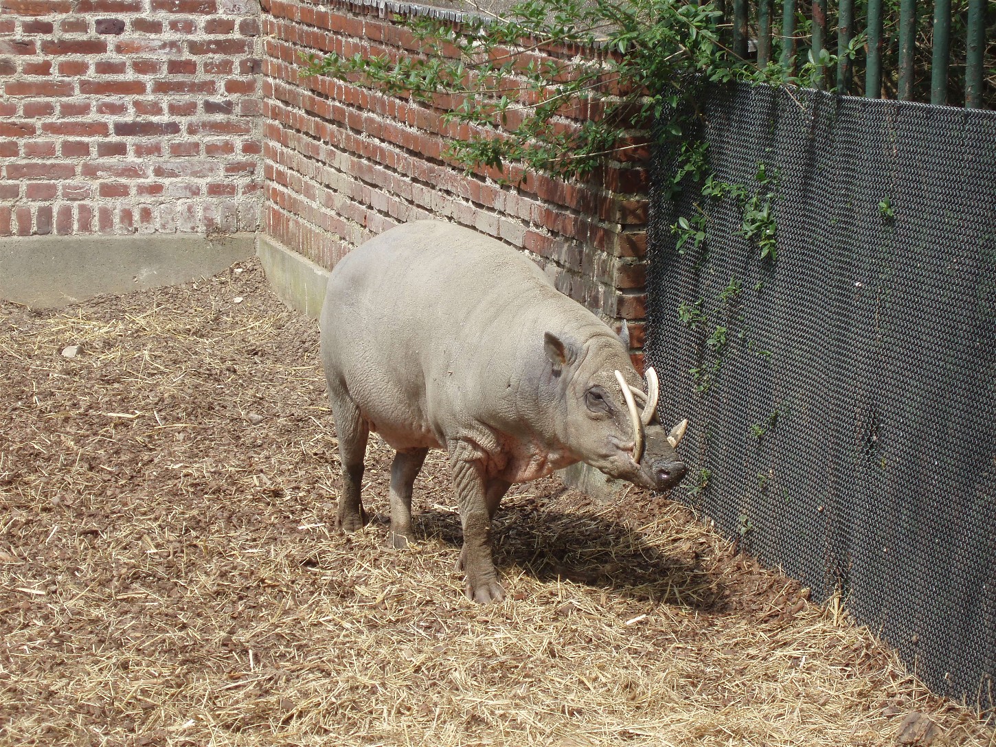 Copenhagen Zoo - Babirusa