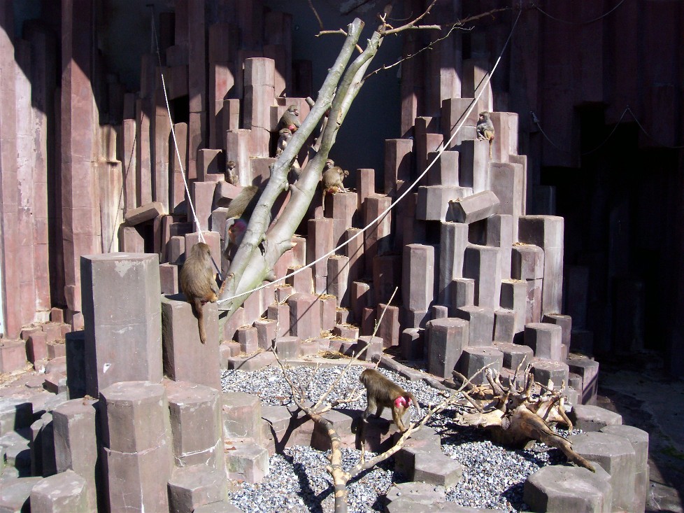 Copenhagen Zoo - Baboon cliffs