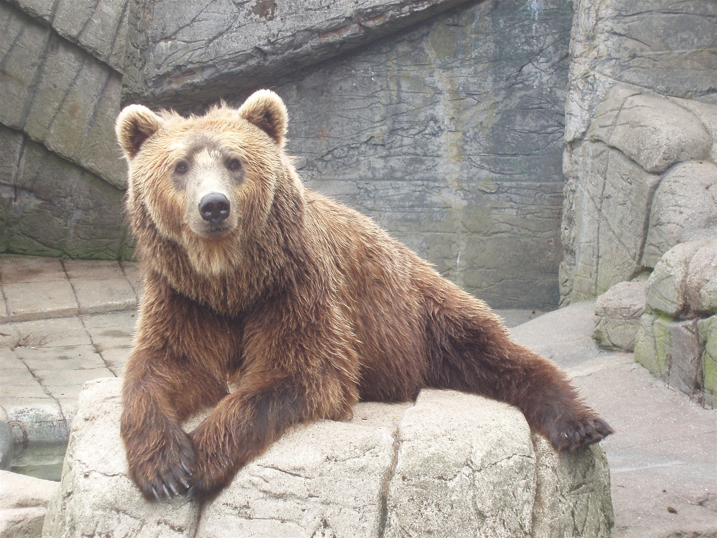 Copenhagen Zoo - Brown bear