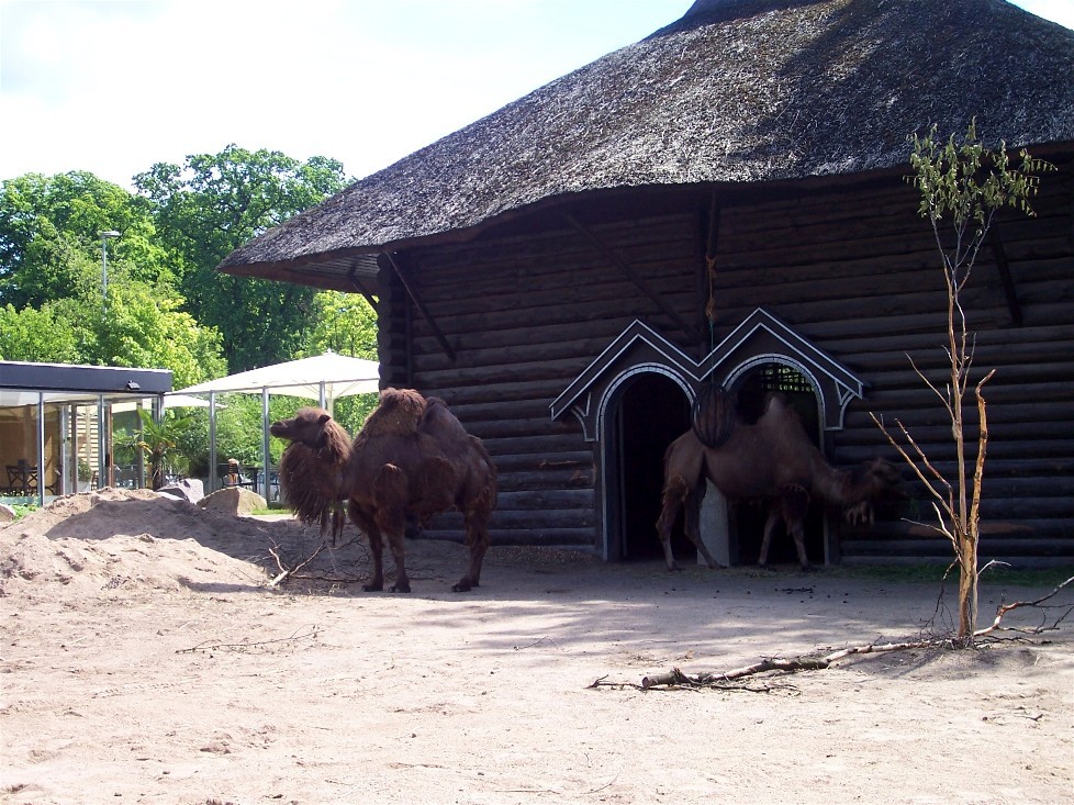 Copenhagen Zoo - Camels