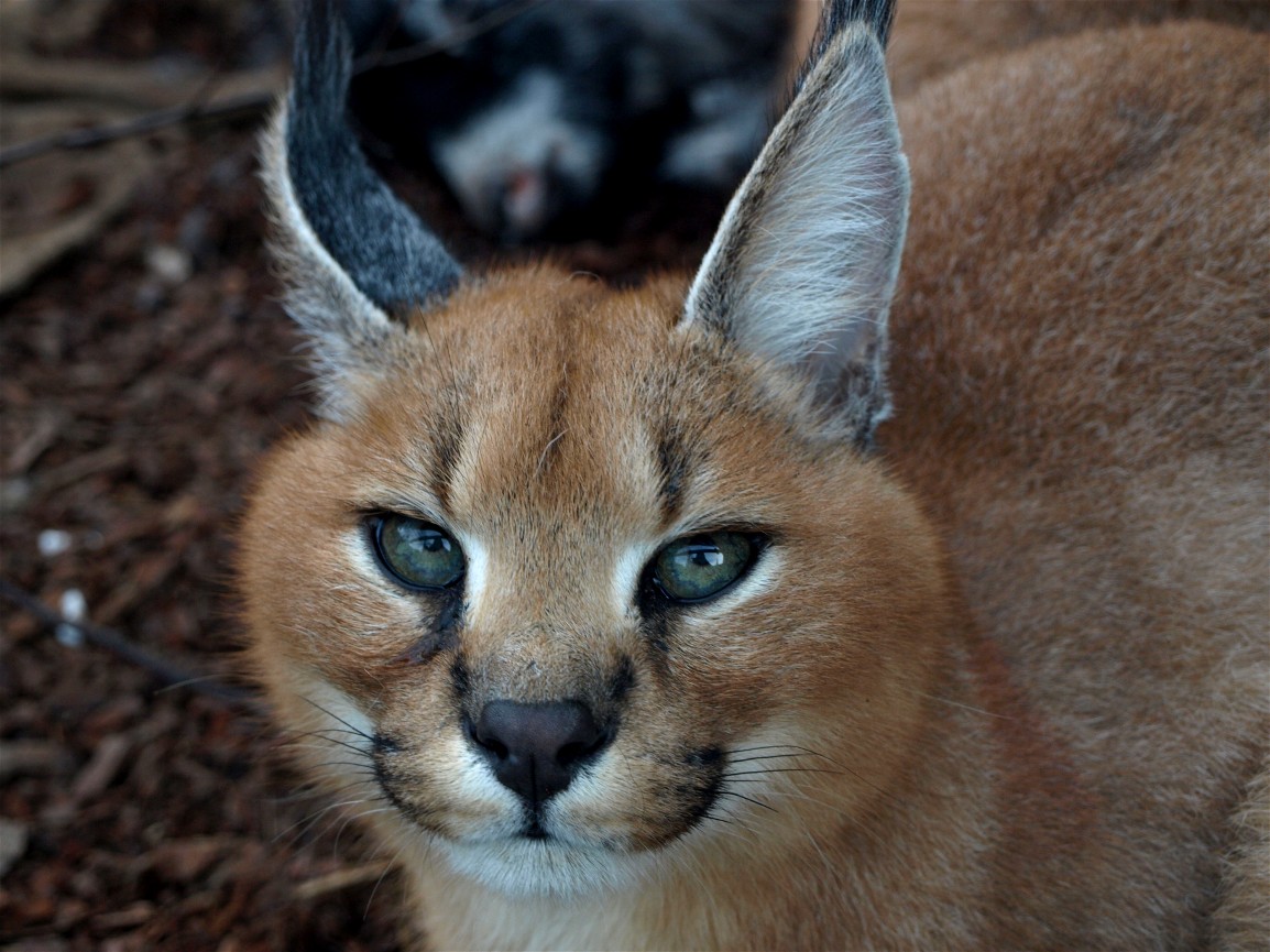 Copenhagen Zoo - Caracal
