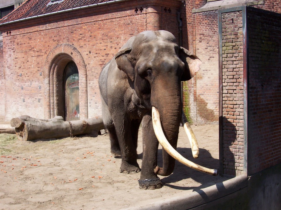 Copenhagen Zoo - Chieng Mai