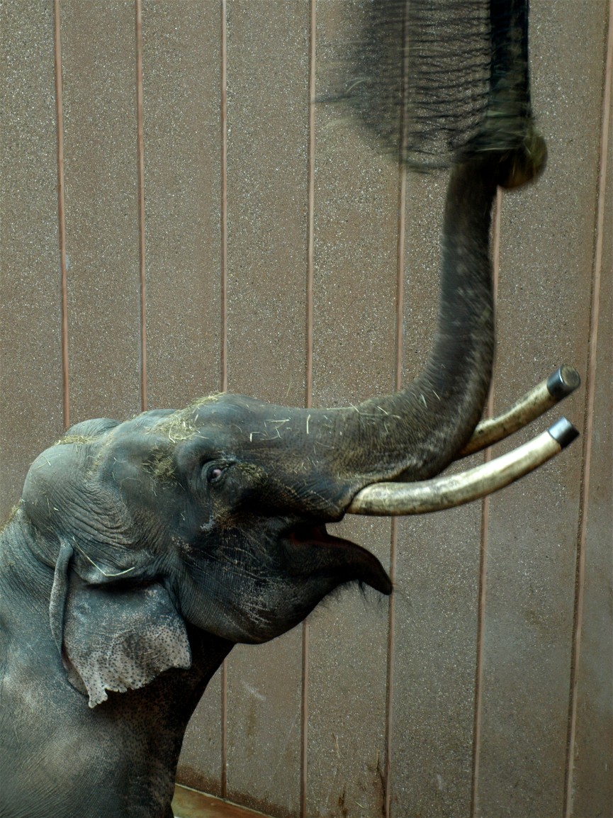 Copenhagen Zoo - Chieng Mai