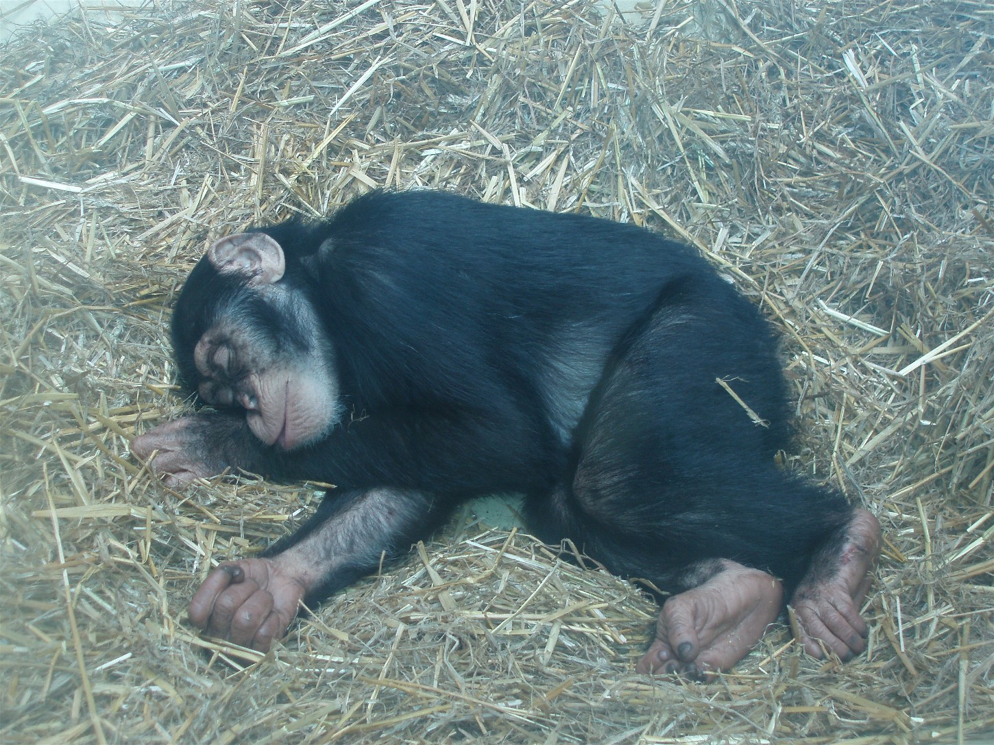 Copenhagen Zoo - Chimpanzee