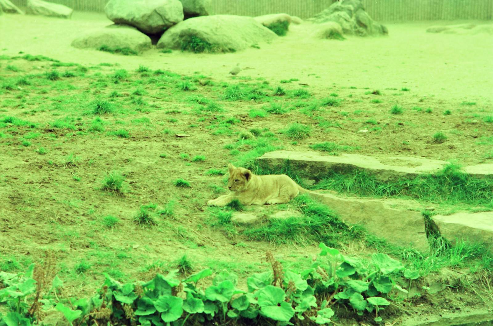 Copenhagen Zoo Circa 1974 - African Lion cub