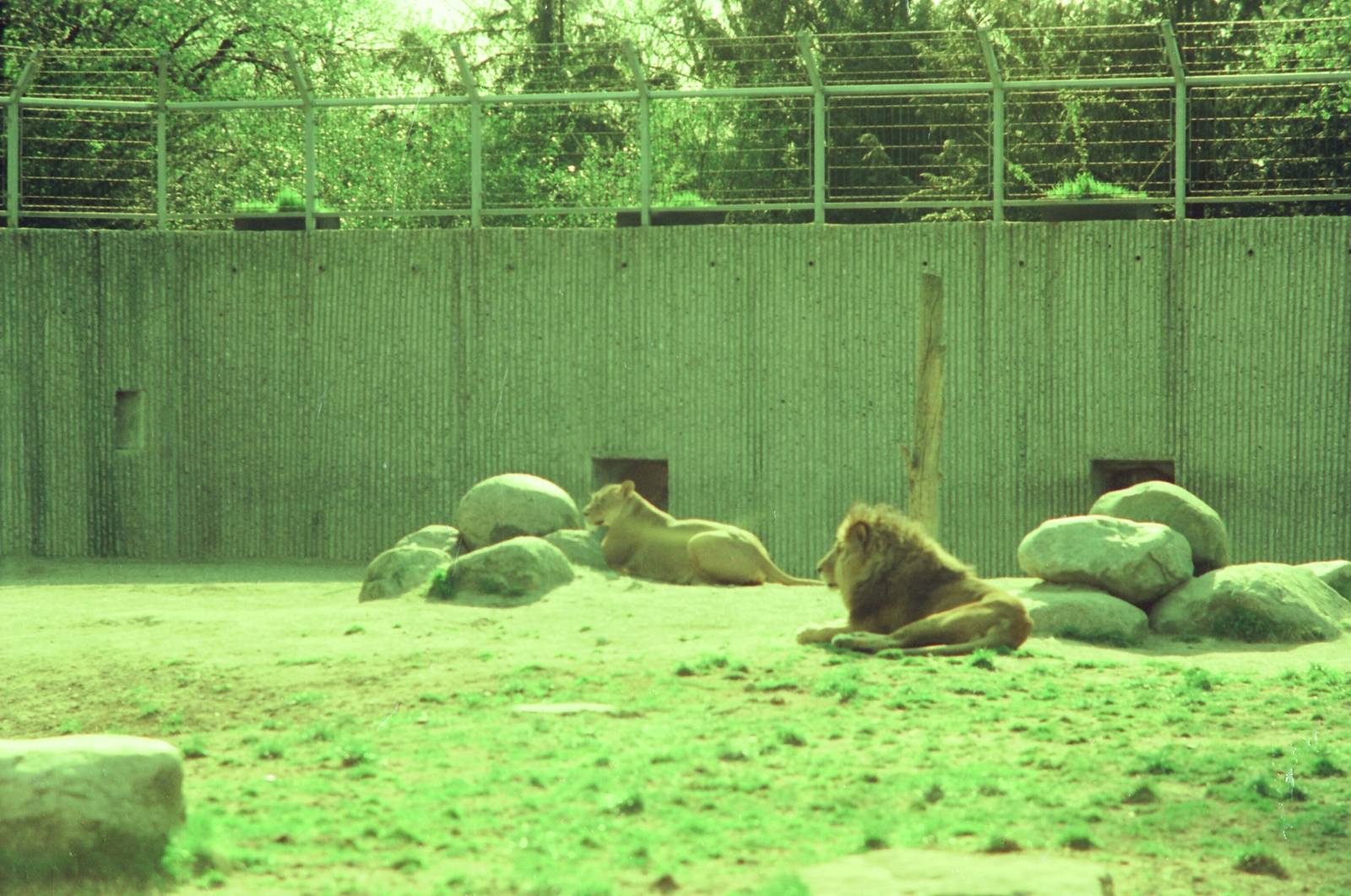 Copenhagen Zoo Circa 1974 - African Lion exhibit