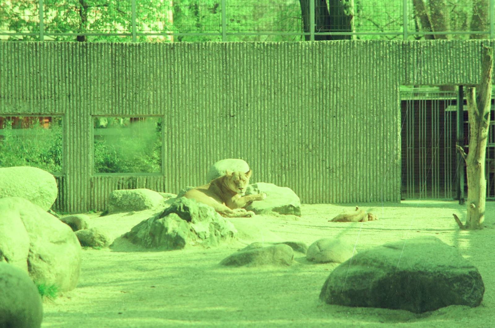 Copenhagen Zoo Circa 1974 - African Lion exhibit
