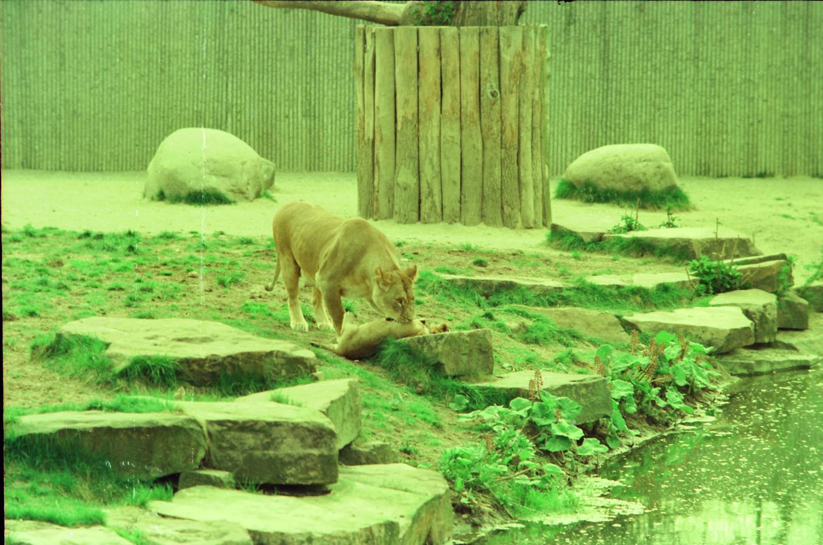 Copenhagen Zoo Circa 1974 - African Lion exhibit