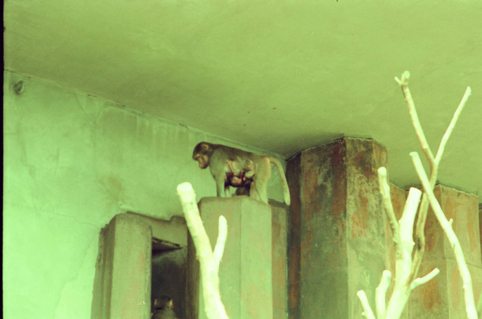 Copenhagen Zoo Circa 1974 - Baboon