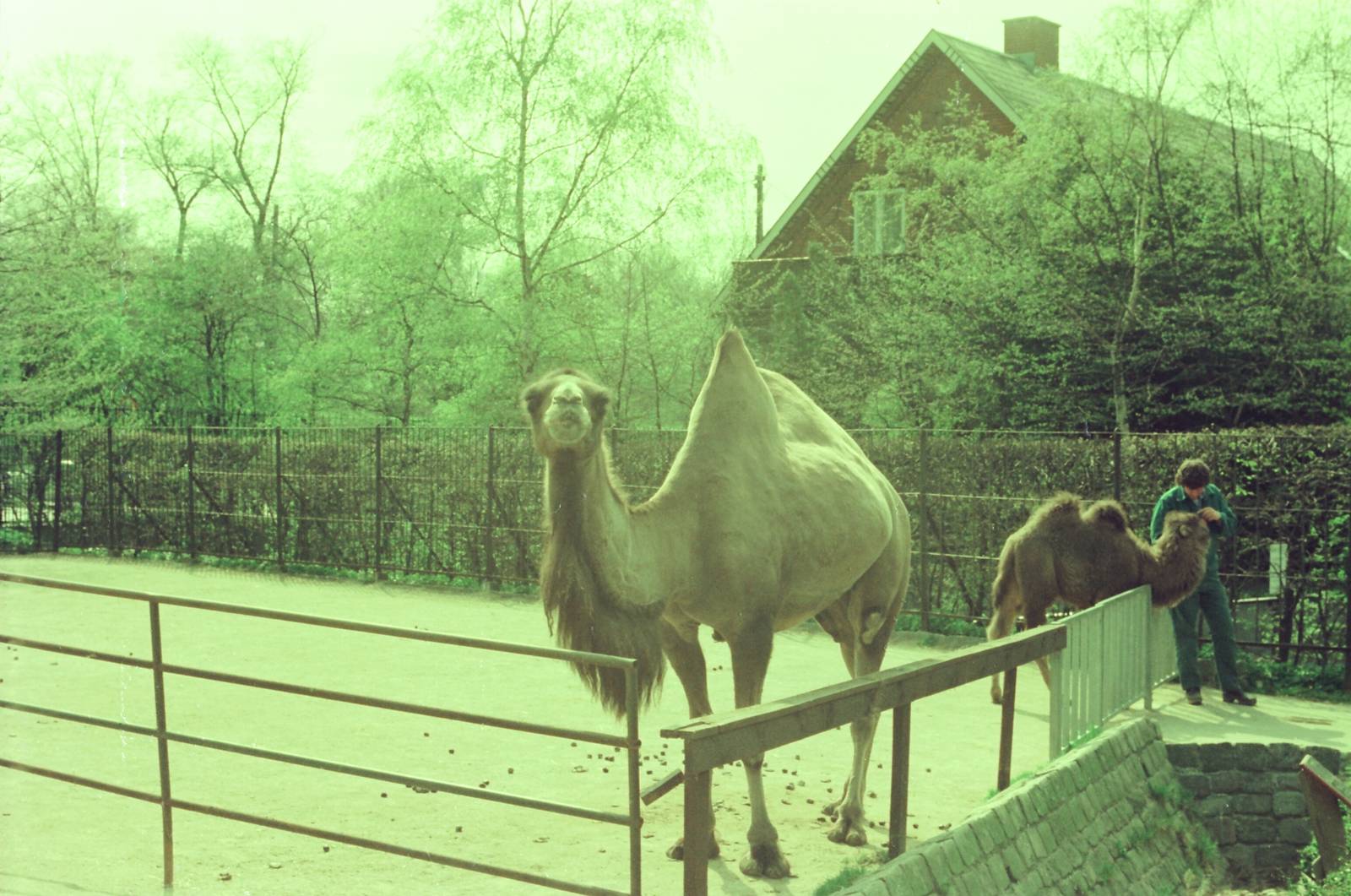 Copenhagen Zoo Circa 1974 - Bactrian Camel enclosure
