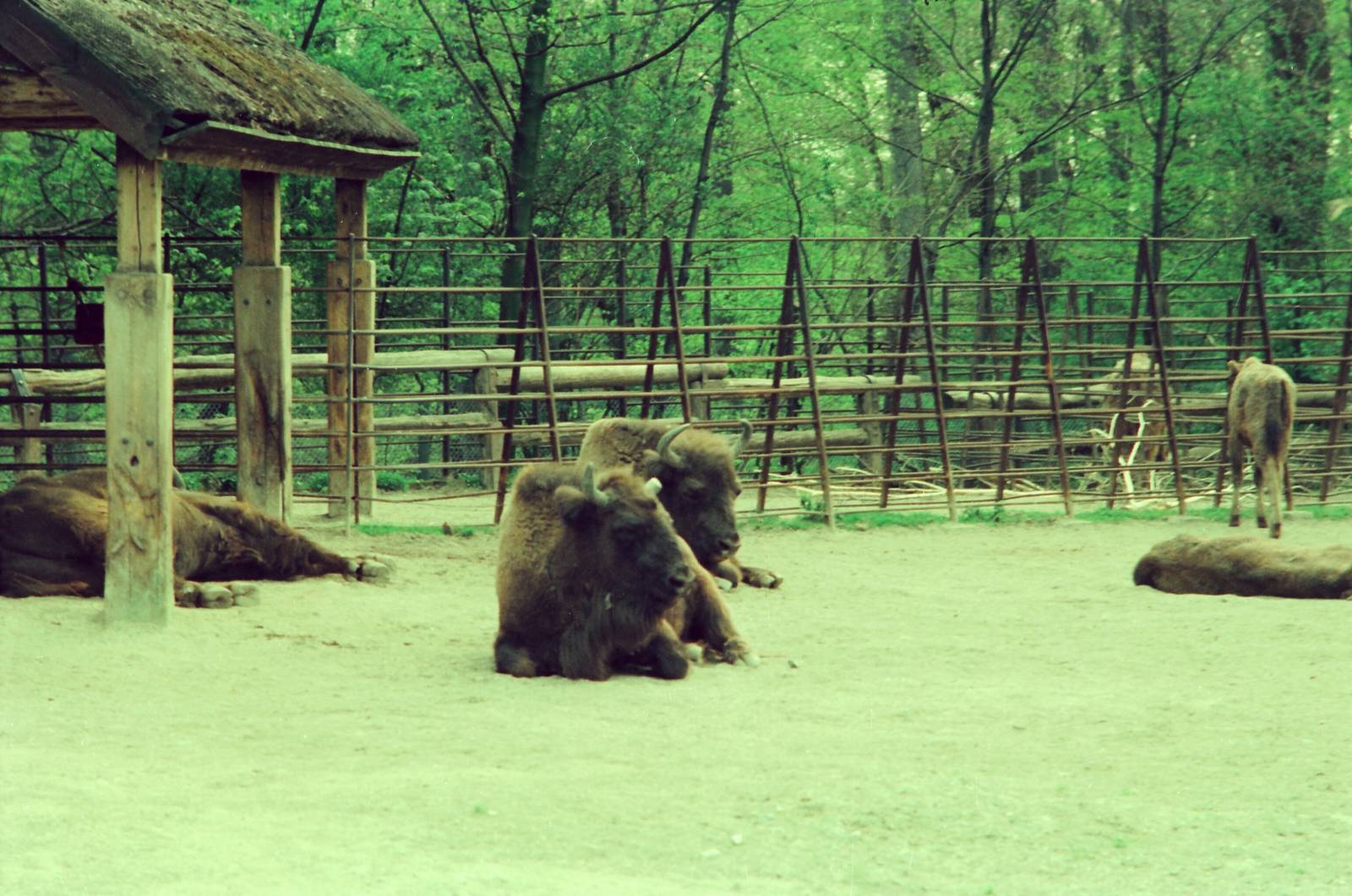 Copenhagen Zoo Circa 1974 - Bison enclosure
