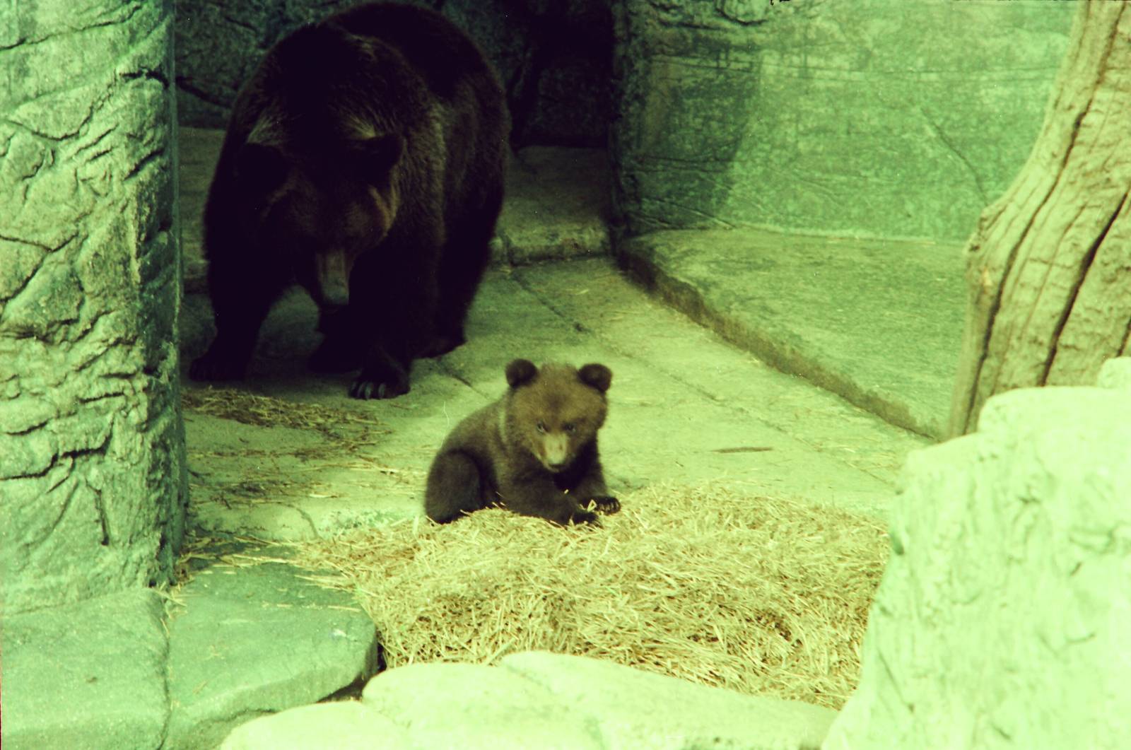 Copenhagen Zoo Circa 1974 - Brown Bear with cub