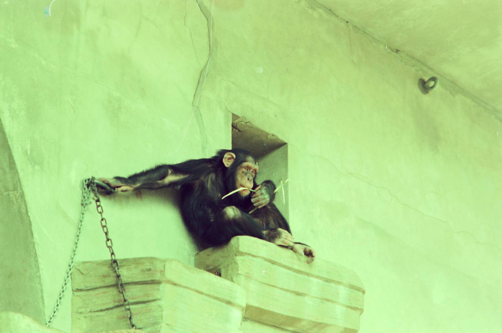 Copenhagen Zoo Circa 1974 - Chimpanzee