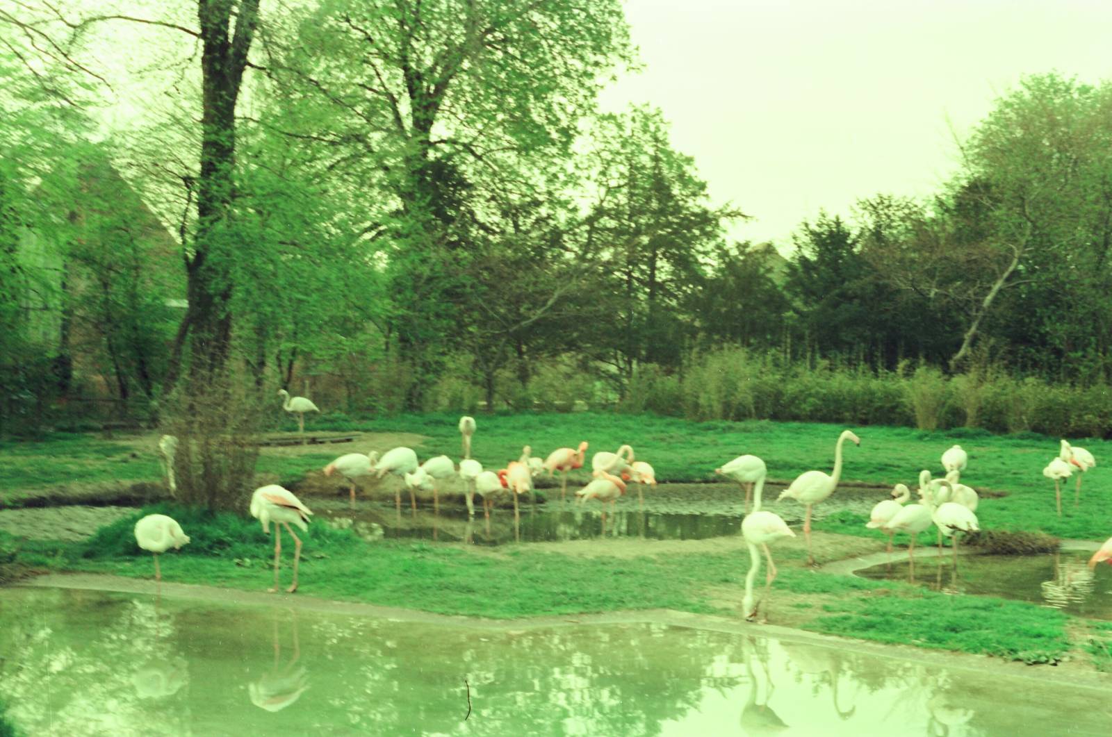Copenhagen Zoo Circa 1974 - Flamingo pond