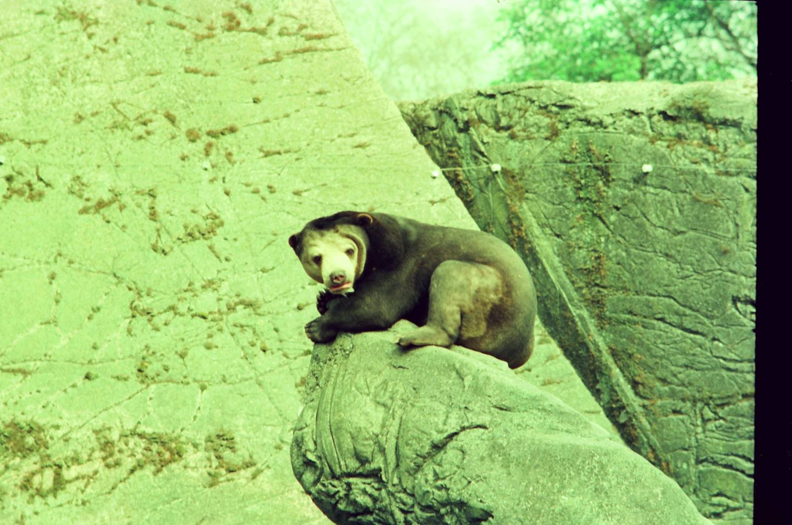 Copenhagen Zoo Circa 1974 - Malayan Sun Bear