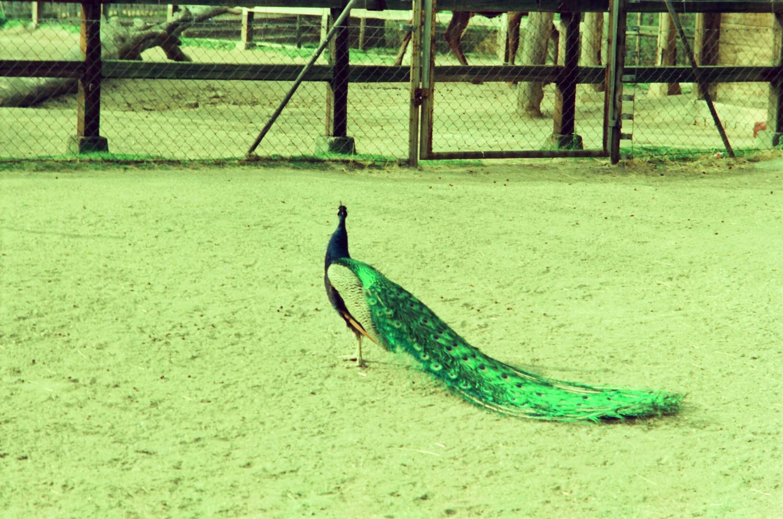 Copenhagen Zoo Circa 1974 - Peacock
