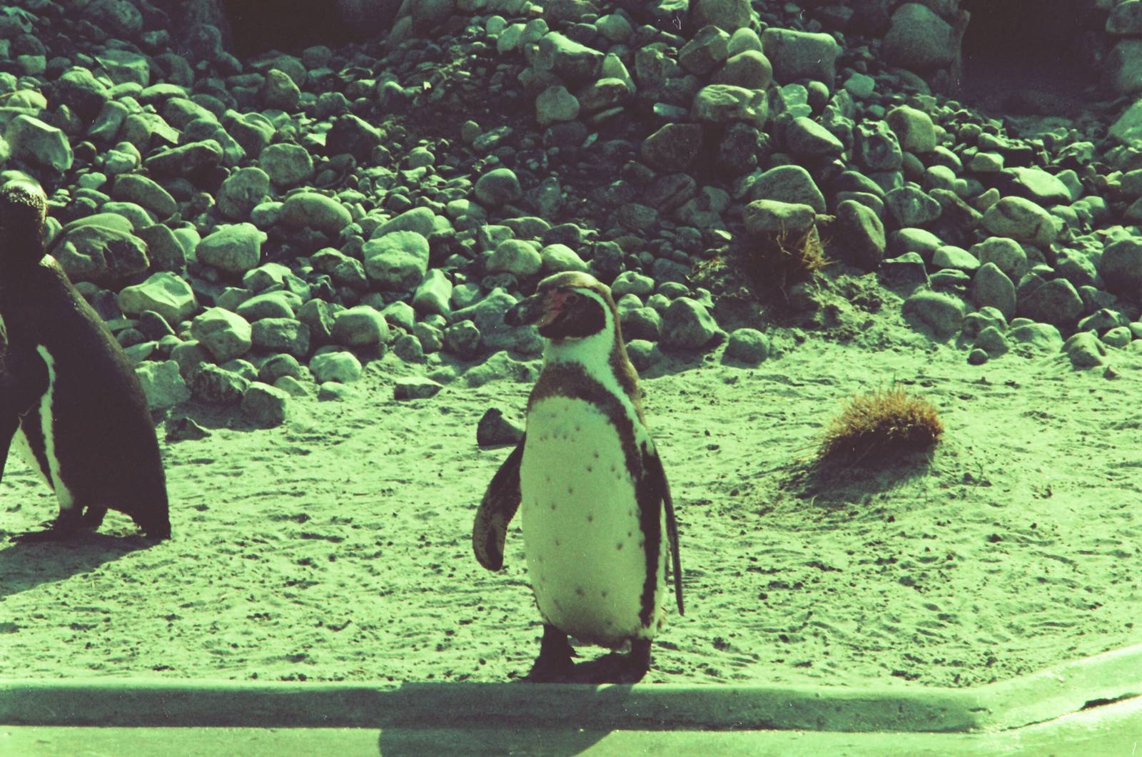 Copenhagen Zoo Circa 1974 - Penguin exhibit