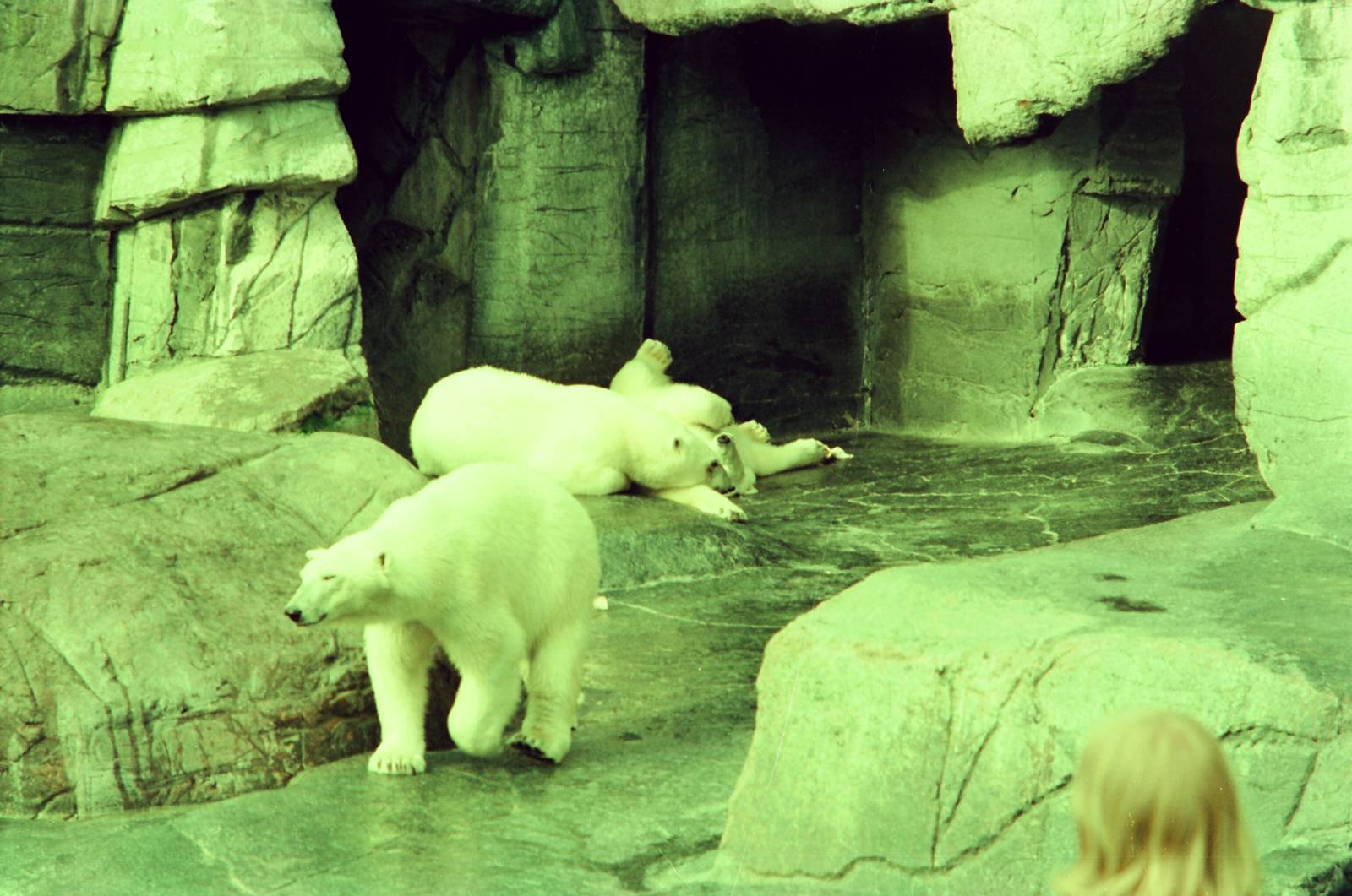 Copenhagen Zoo Circa 1974 - Polar Bear grotto