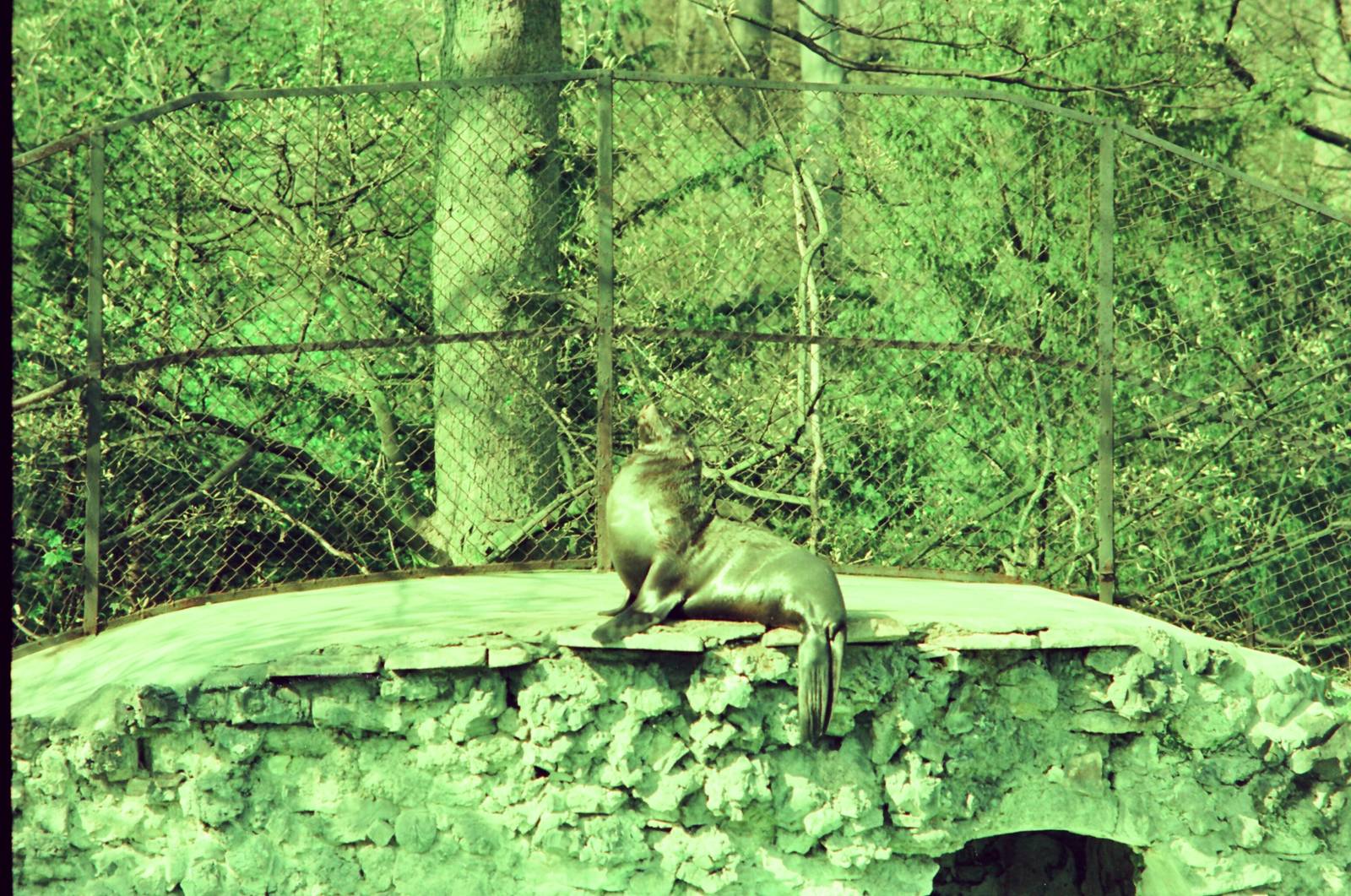 Copenhagen Zoo Circa 1974 - Sea Lion