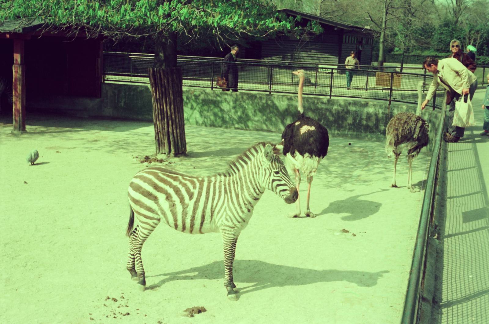 Copenhagen Zoo Circa 1974 - Zebra and Ostrich exhibit