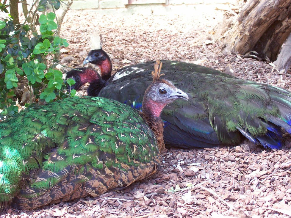 Copenhagen Zoo - Congo peacocks