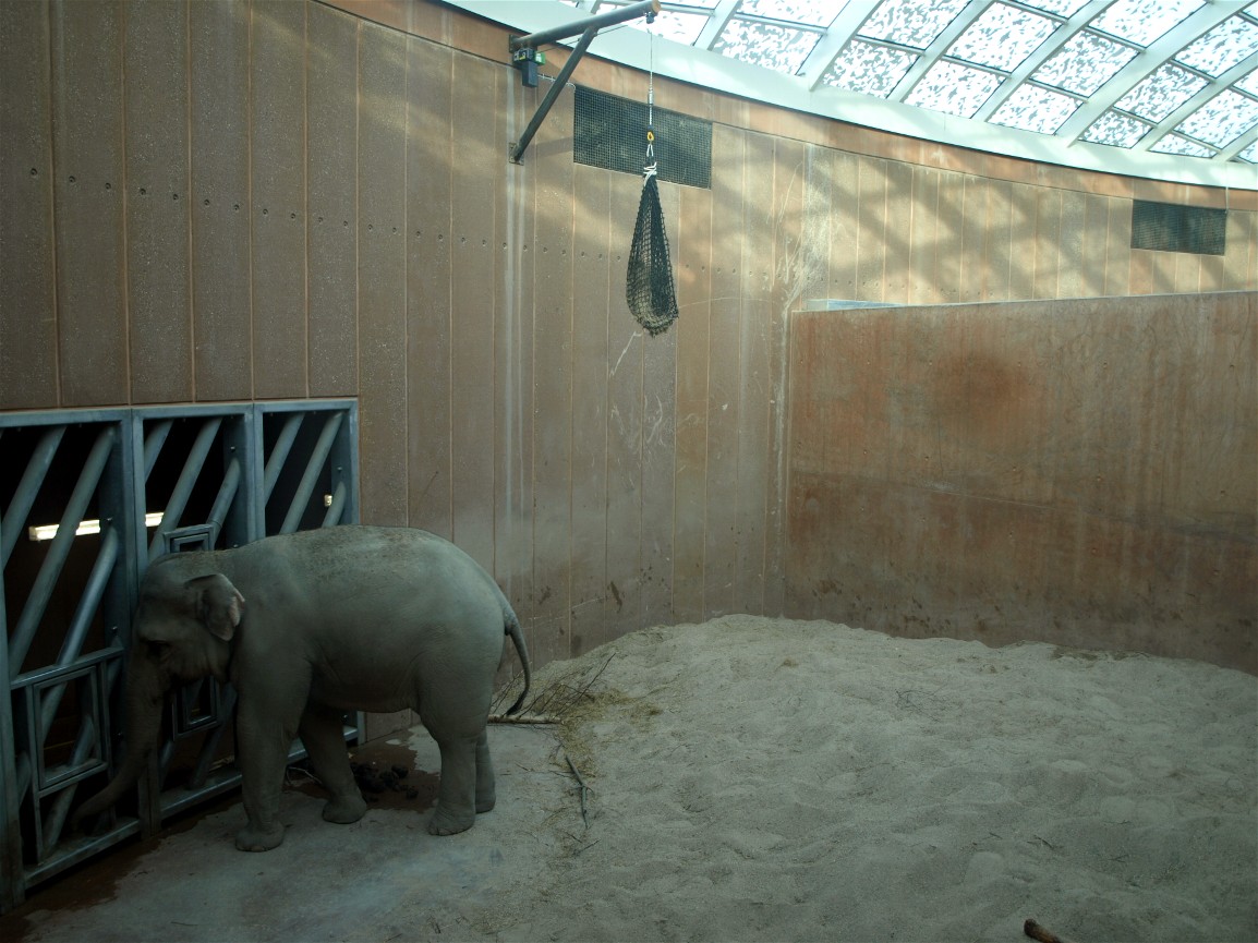Copenhagen Zoo - Elephant bull indoors