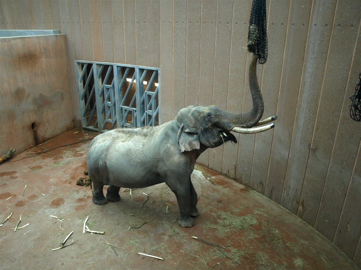 Copenhagen Zoo - Elephant bull indoors