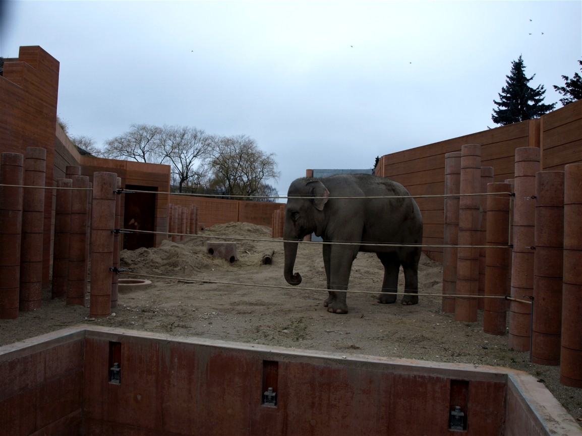 Copenhagen Zoo - Elephant bull outdoors