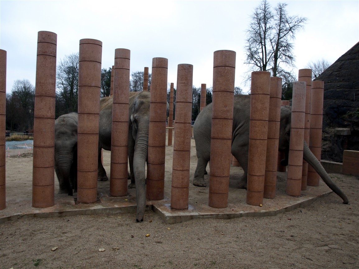 Copenhagen Zoo - Elephant herd