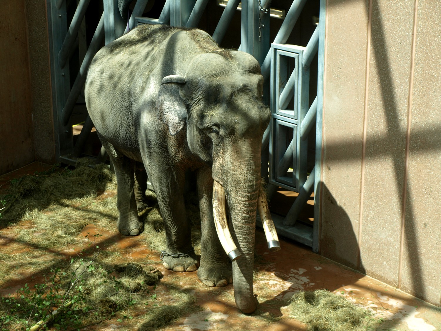 Copenhagen Zoo - Elephant House