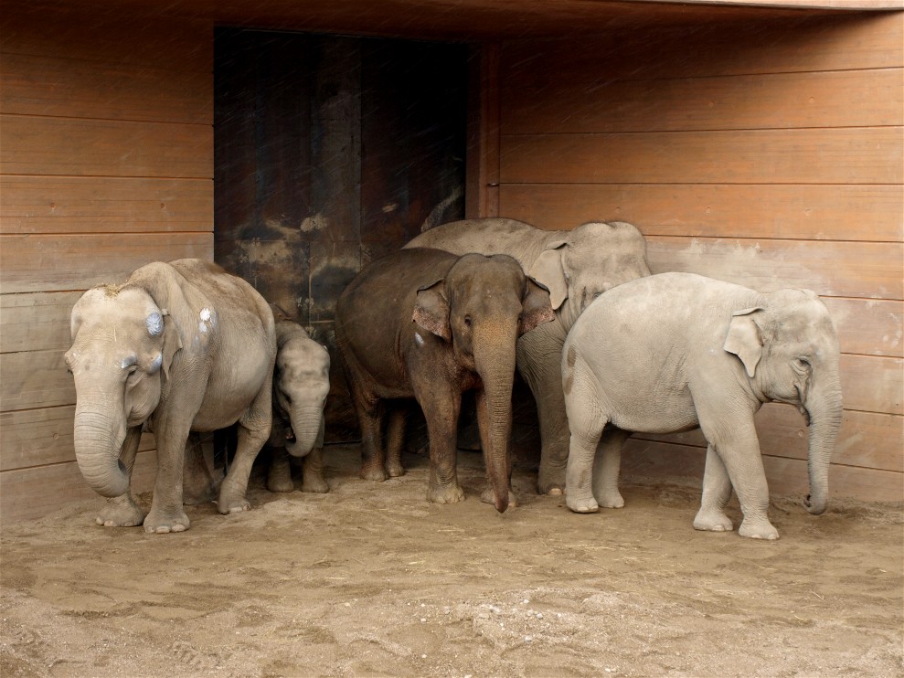 Copenhagen Zoo - Elephants