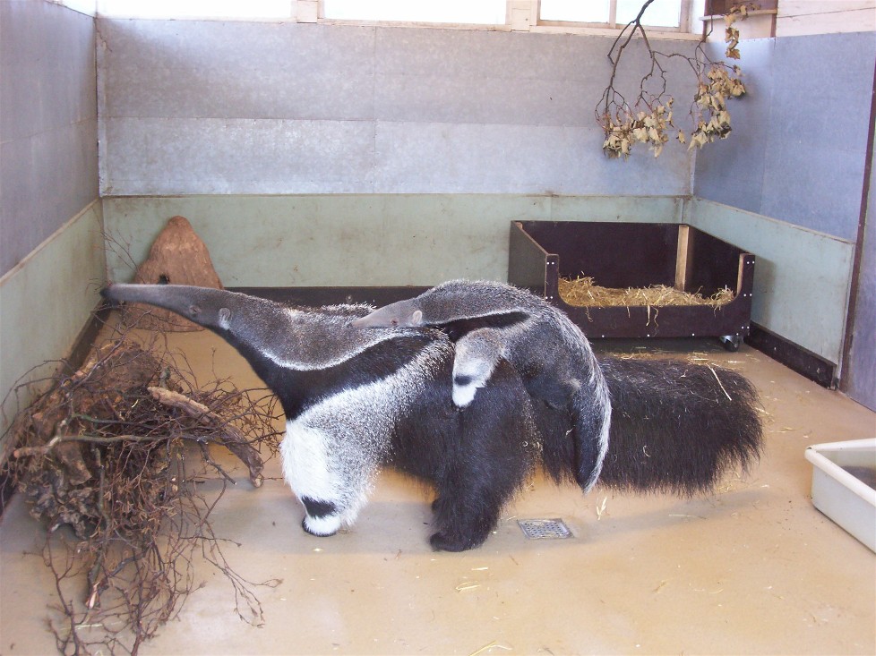Copenhagen Zoo - Giant anteater with young