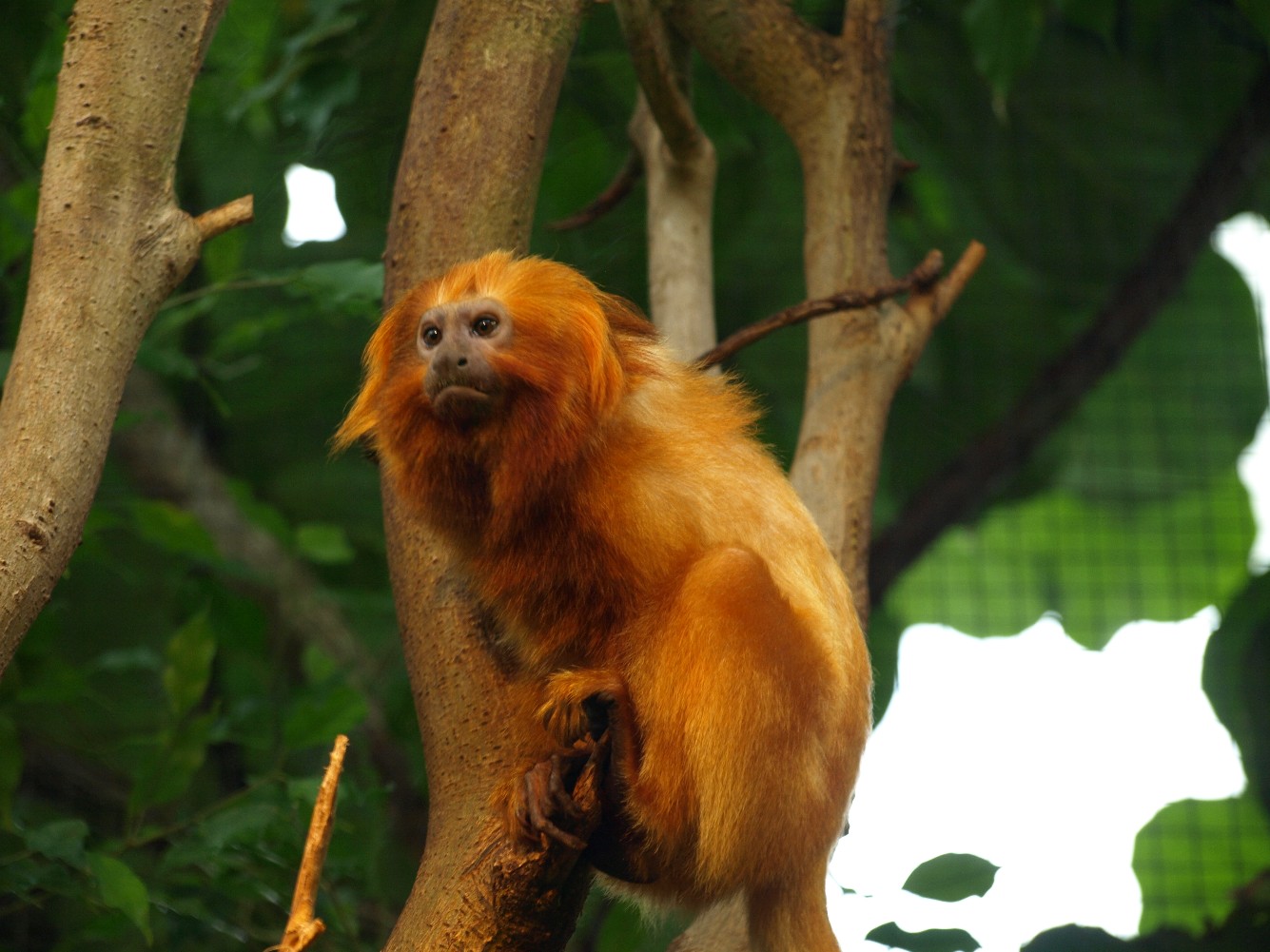 Copenhagen Zoo - Golden lion tamarin