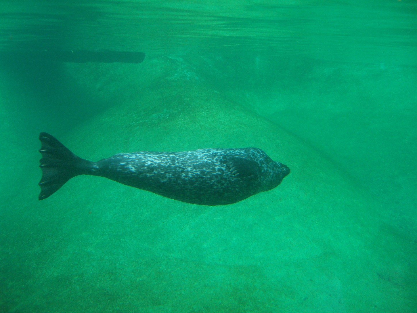 Copenhagen Zoo - Harbour seal
