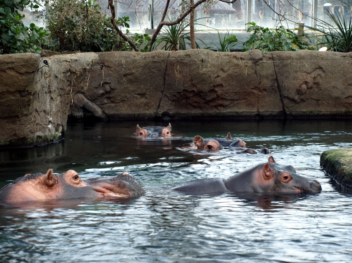 Copenhagen Zoo - Hippo group