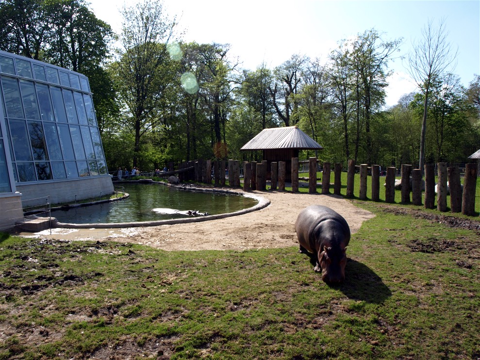 Copenhagen Zoo - Hippo outdoor enclosure