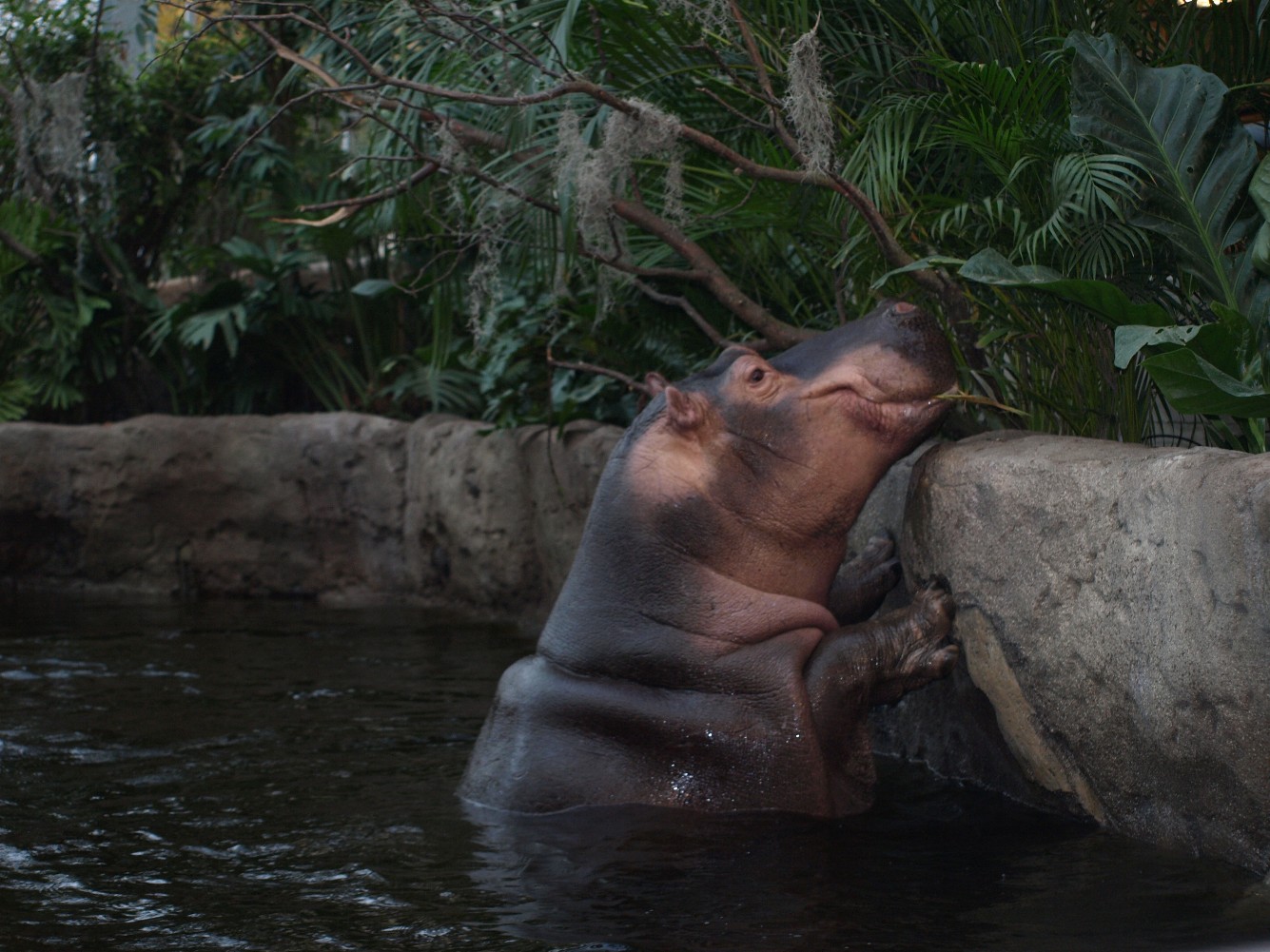 Copenhagen Zoo - Hippopotamus