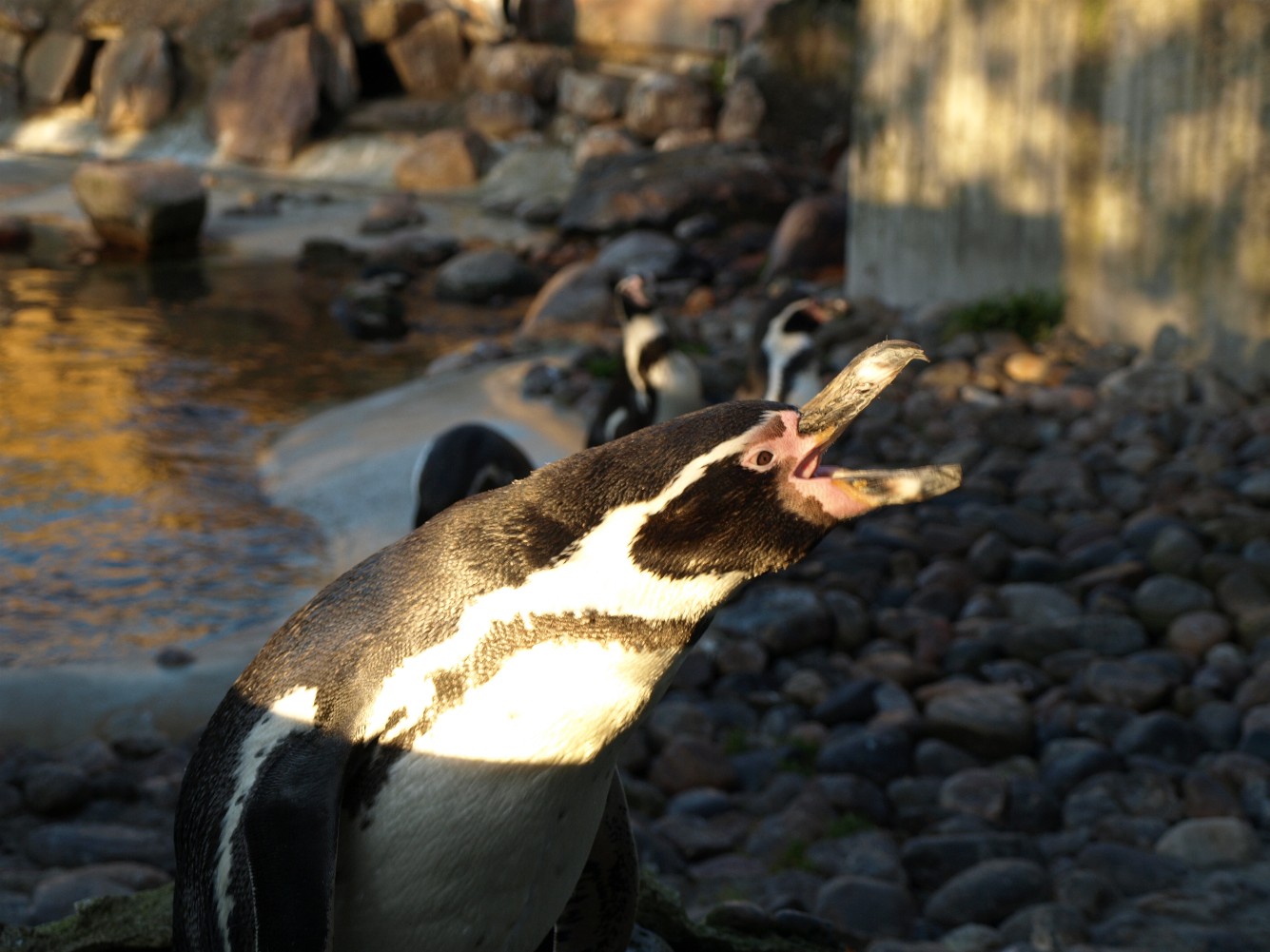 Copenhagen Zoo - Humboldt penguin