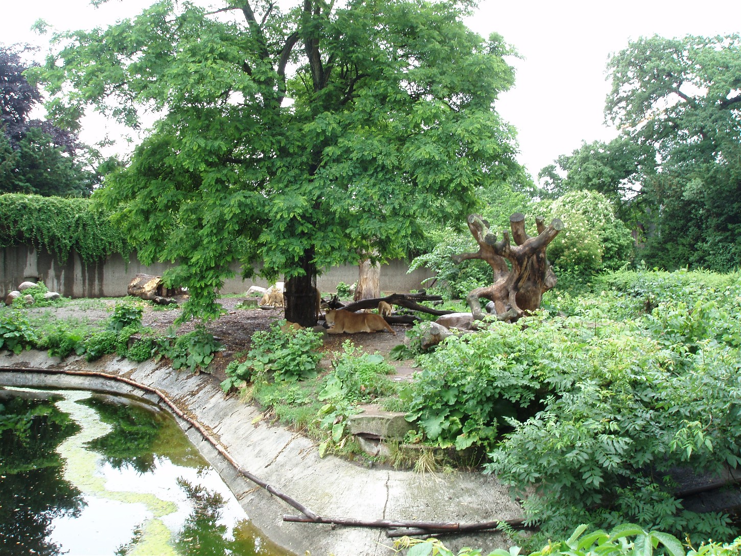 Copenhagen Zoo - Lion enclosure