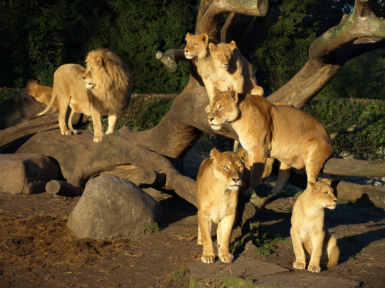 Copenhagen Zoo - Lions