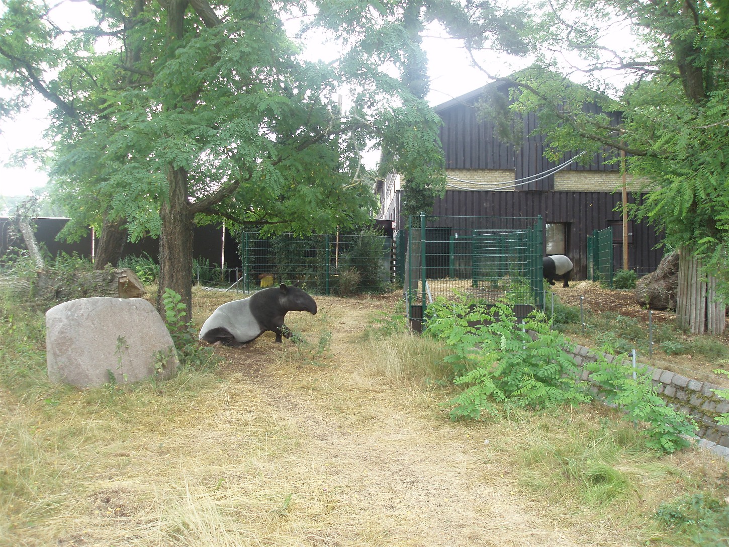 Copenhagen Zoo - Malayan tapirs