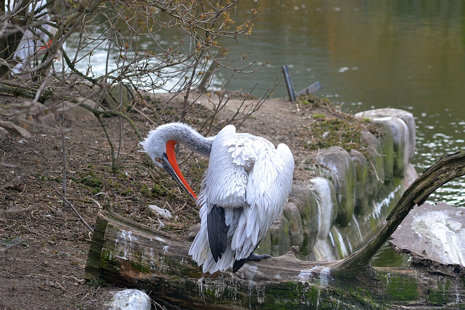 Copenhagen Zoo, March 19th 2016