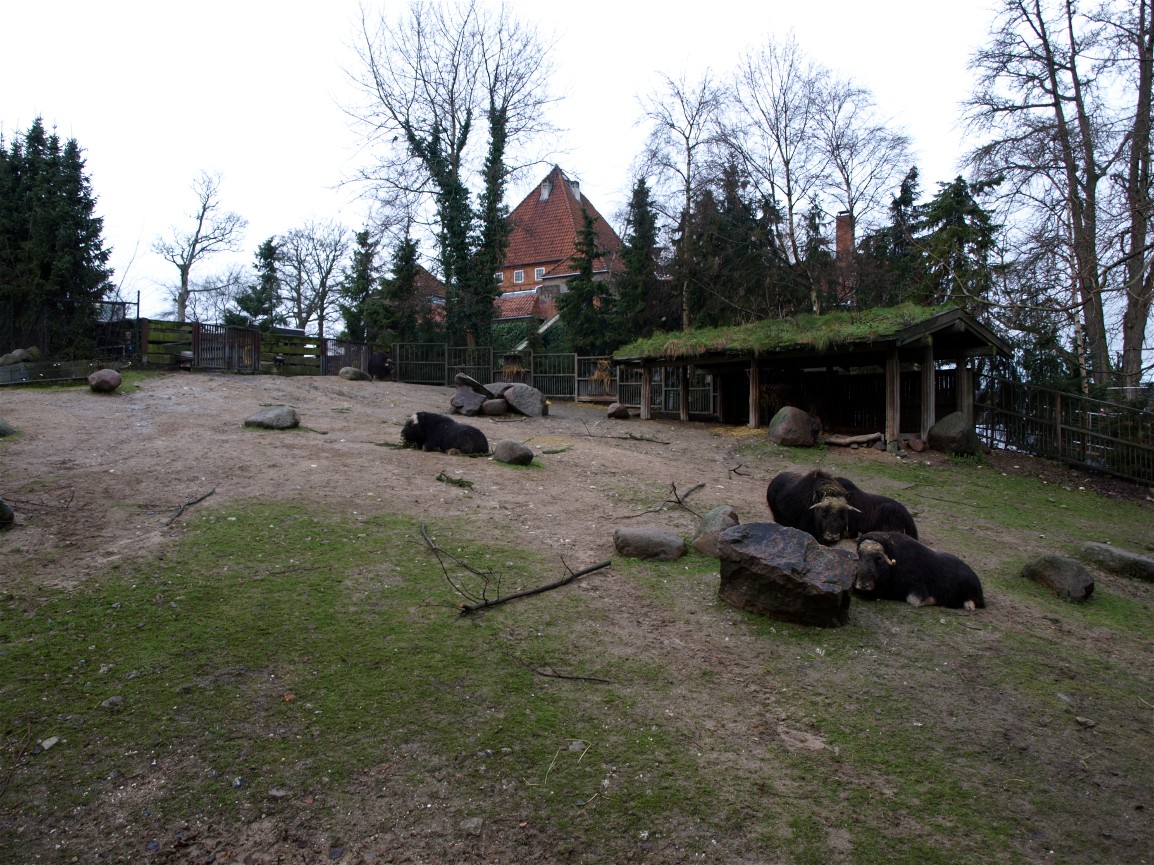 Copenhagen Zoo - Musk ox paddock