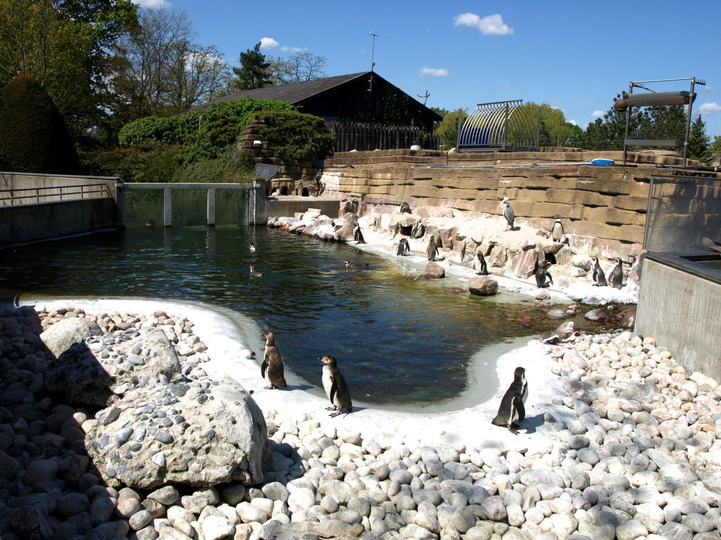 Copenhagen Zoo - Penguin exhibit