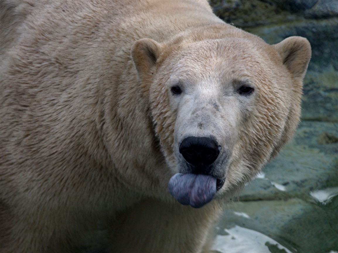 Copenhagen Zoo - Polar bear