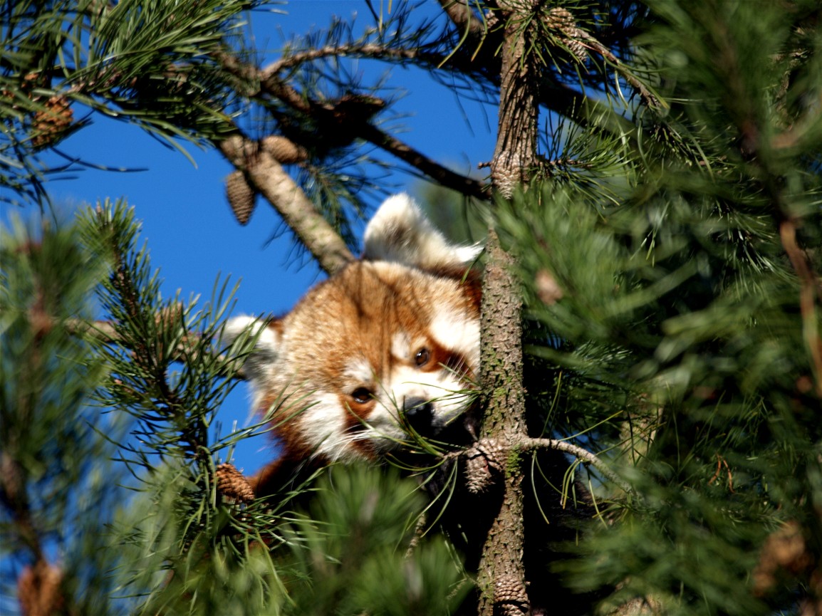 Copenhagen Zoo - Red panda