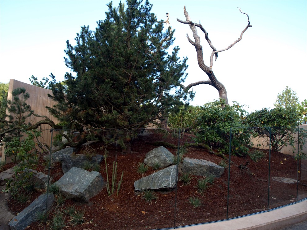 Copenhagen Zoo - Red pandas