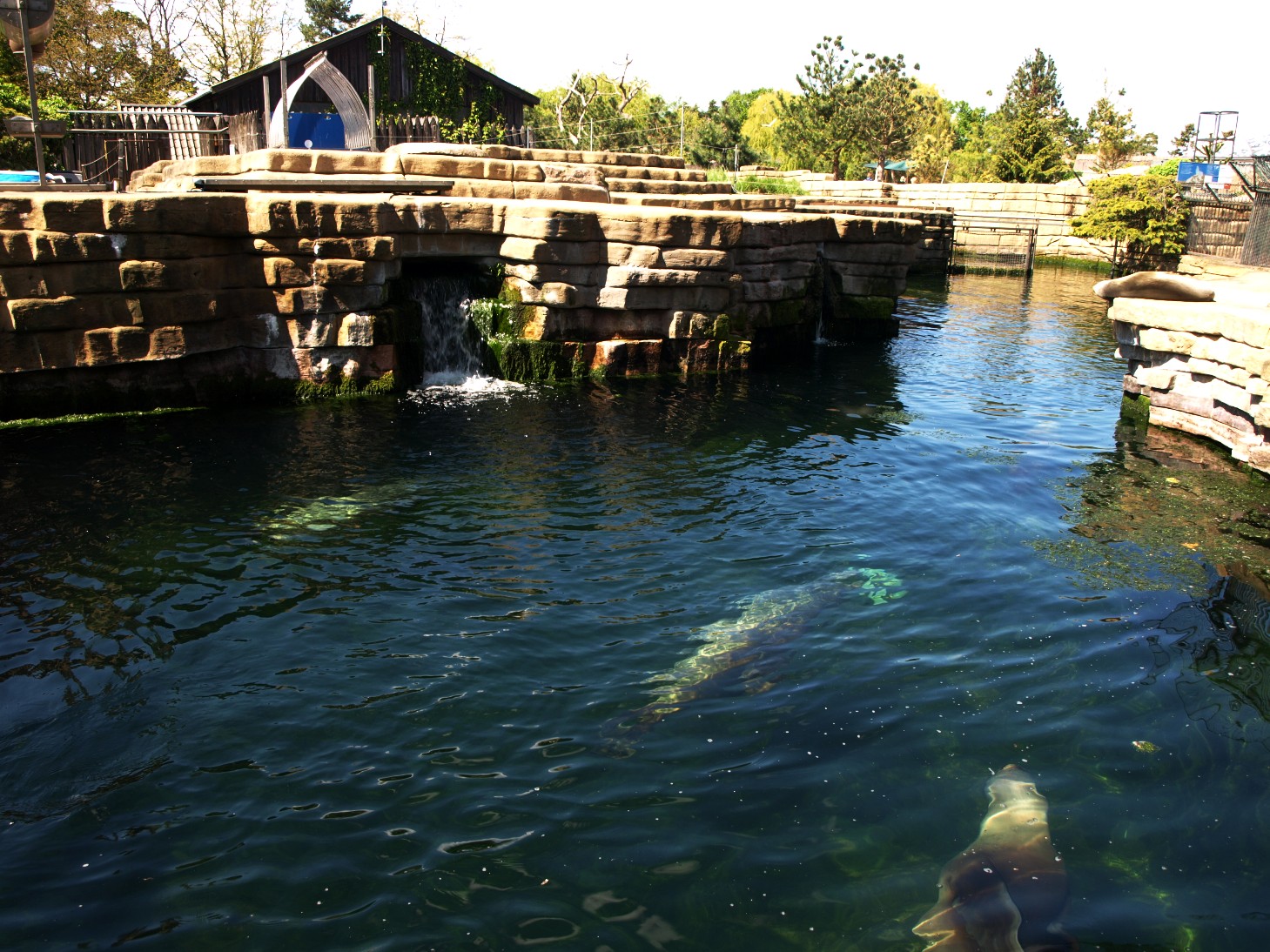 Copenhagen Zoo - Sea lion exhibit