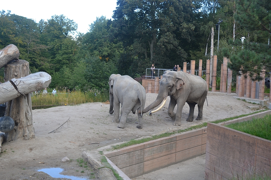 Copenhagen Zoo, Sep. 27th 2015