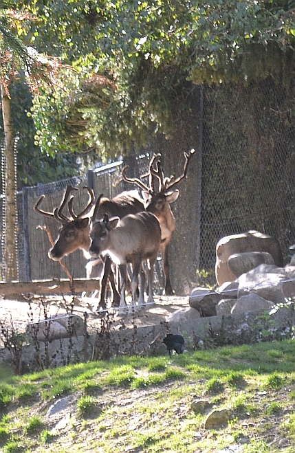 Copenhagen Zoo, Sep. 27th 2015